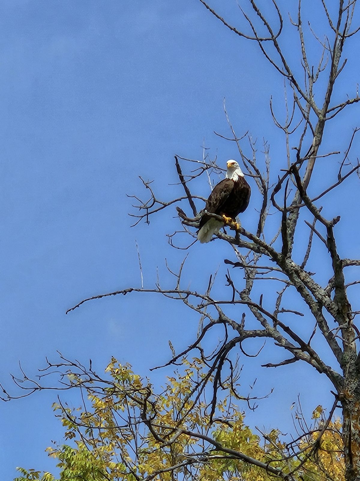 Bald Eagle perched in tree