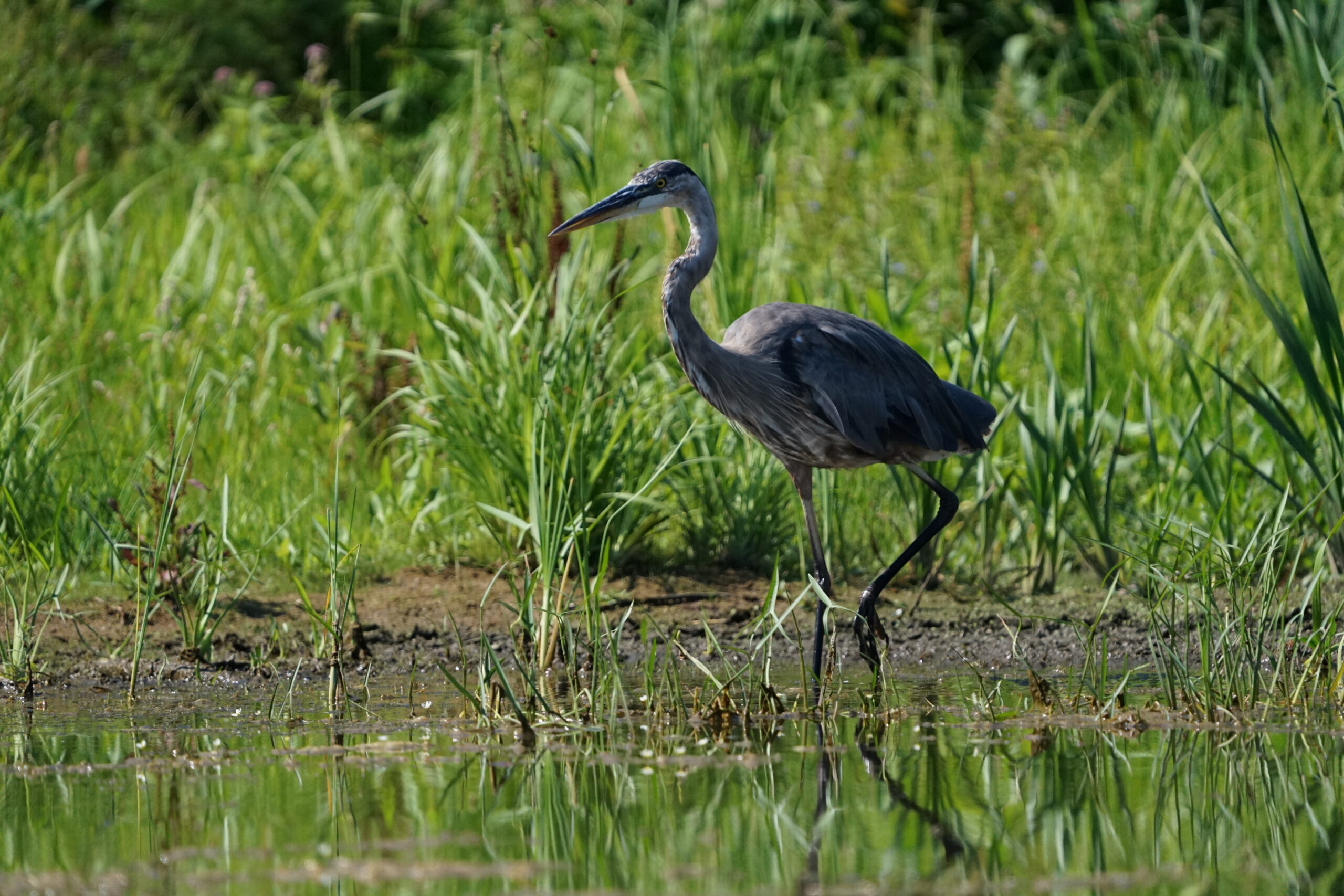 Heron on the hunt
