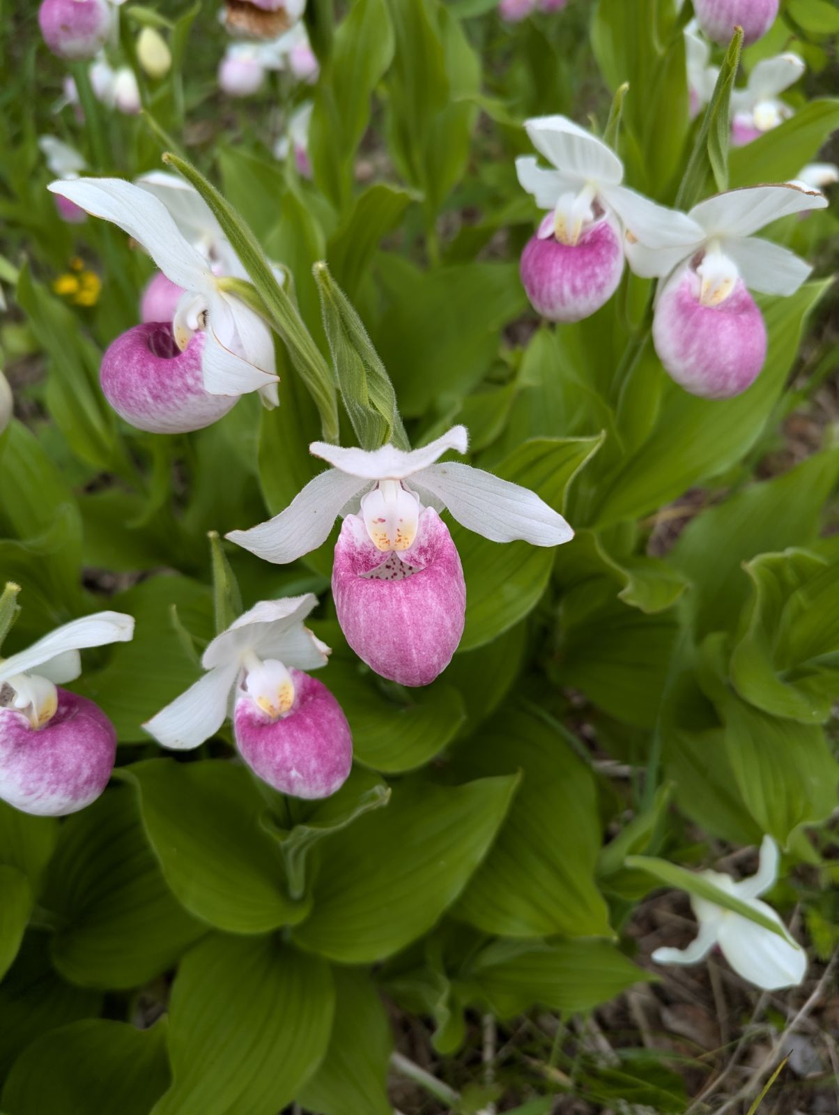 Lady Slippers in the Spring in Minnesota