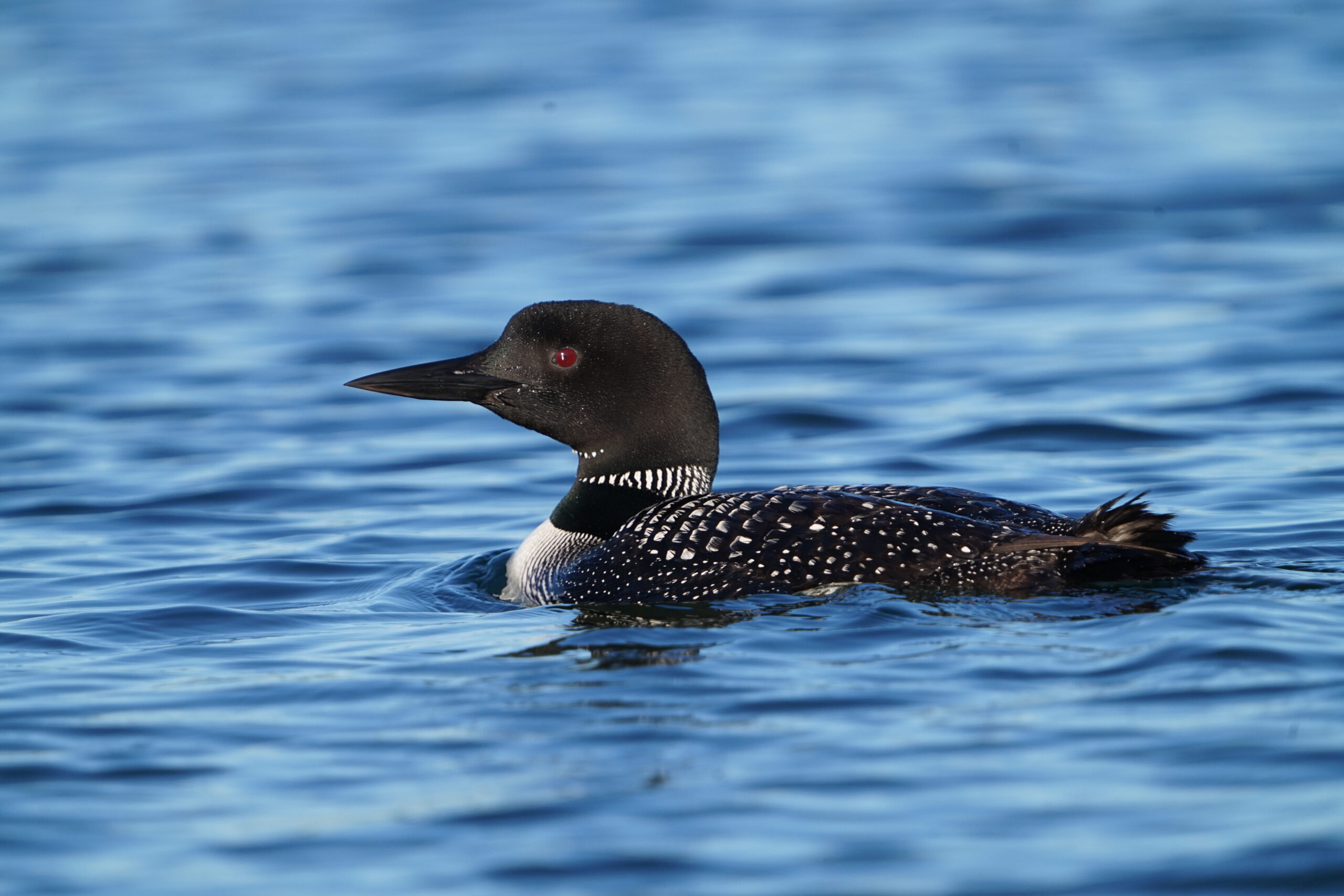 Loon swimming in Elbow Lake