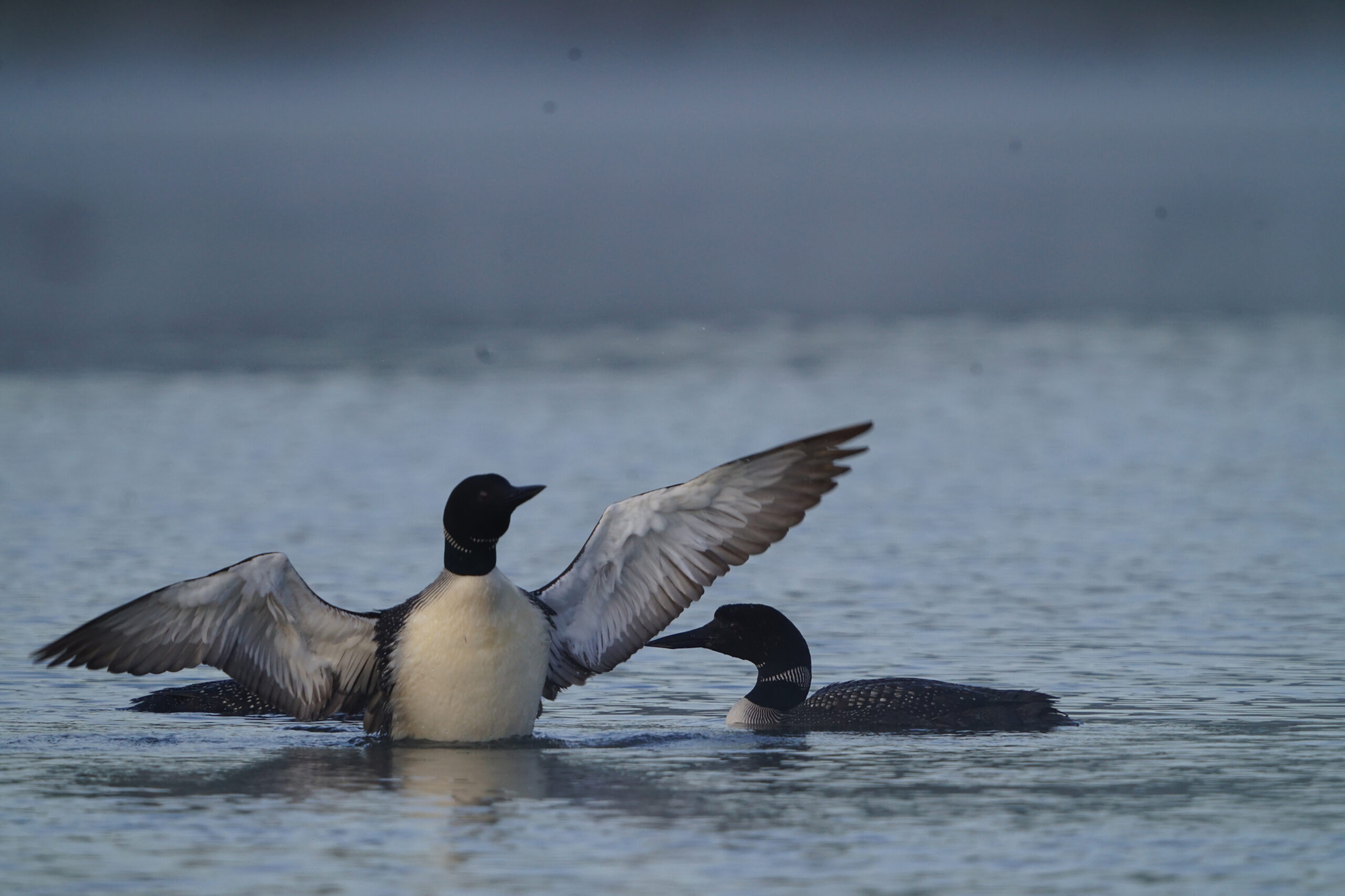 Pair of Loons with one flapping its wings