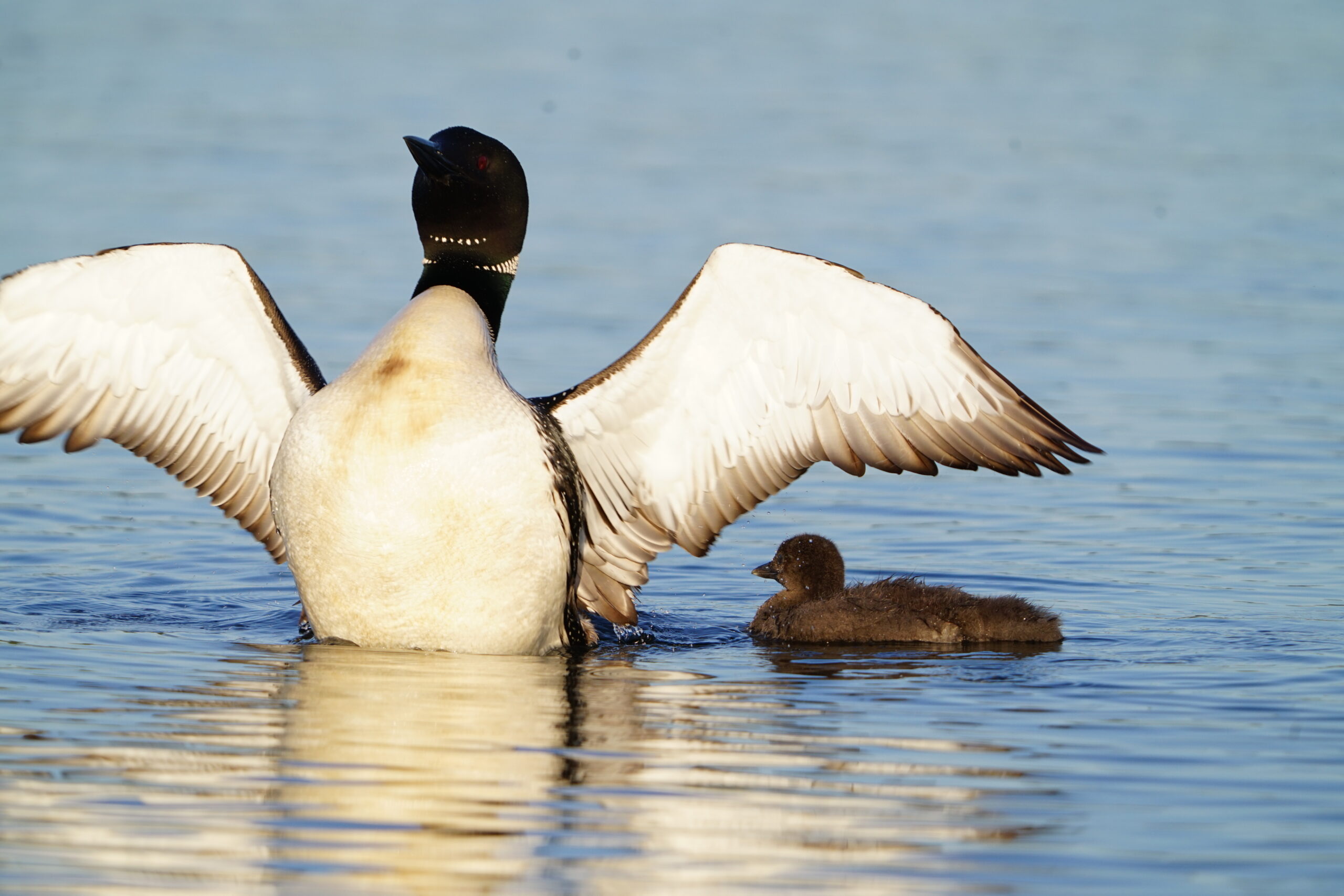 Adult Loon flapping its wings with a baby Loon next to it