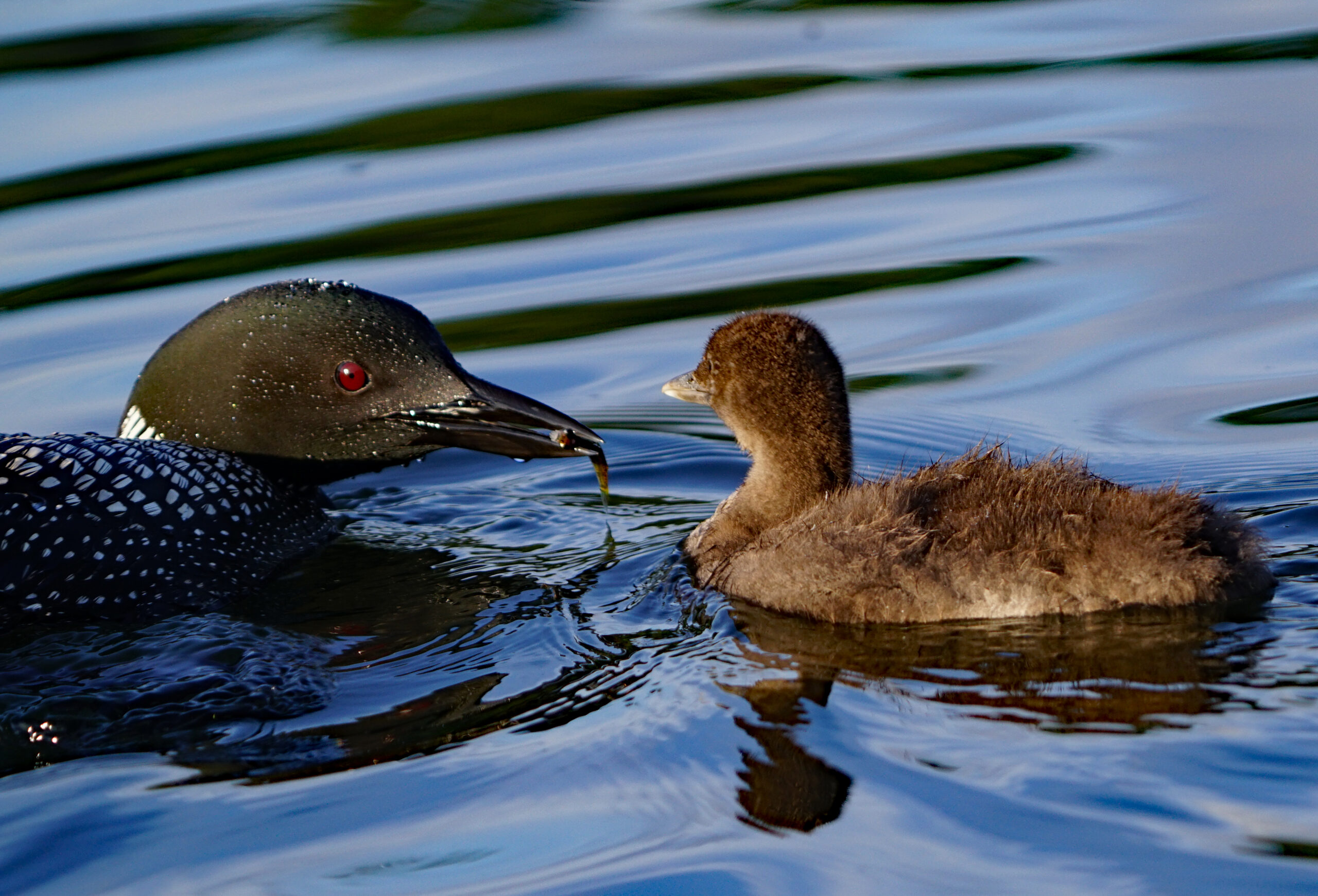 Loon Offering Baby Loon a Minnow