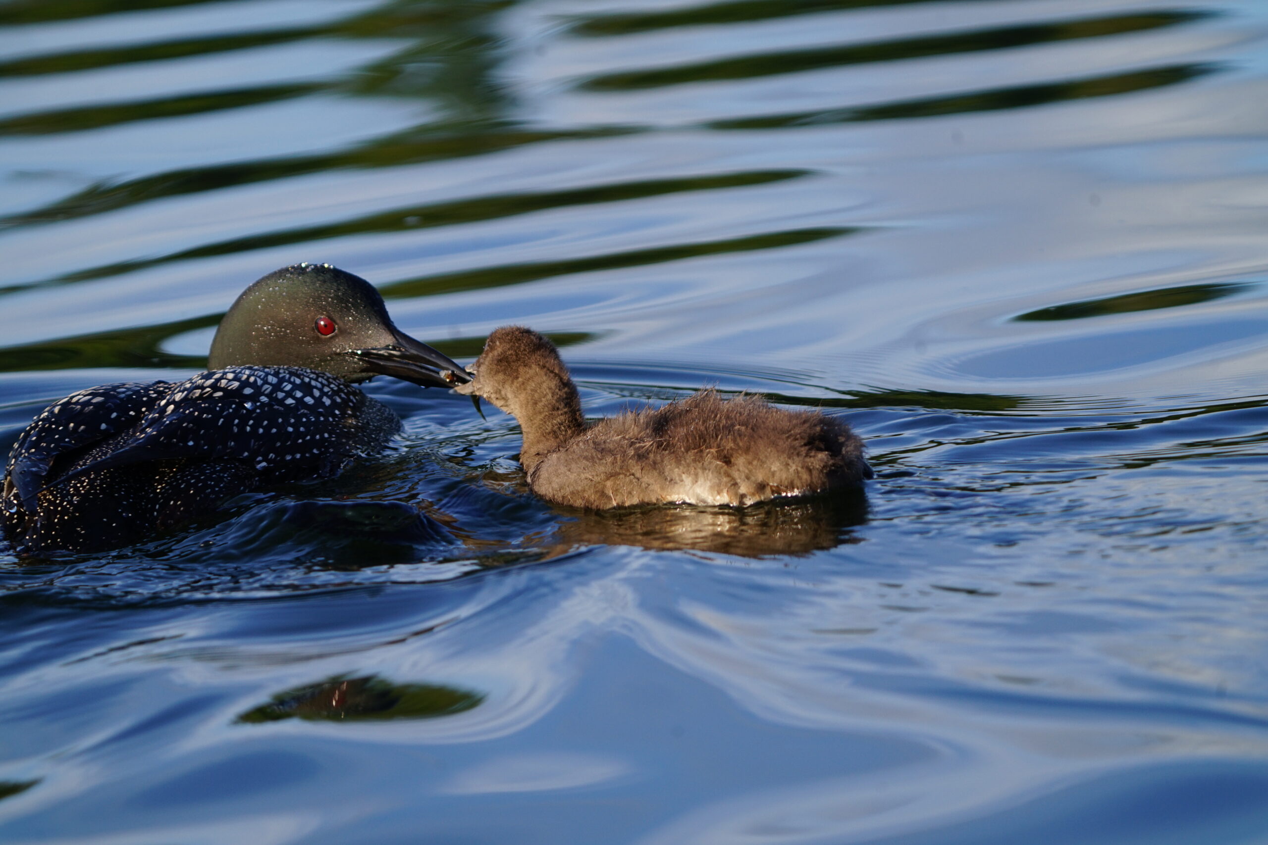 Baby Loon taking minnow from an adult Loon's mouth