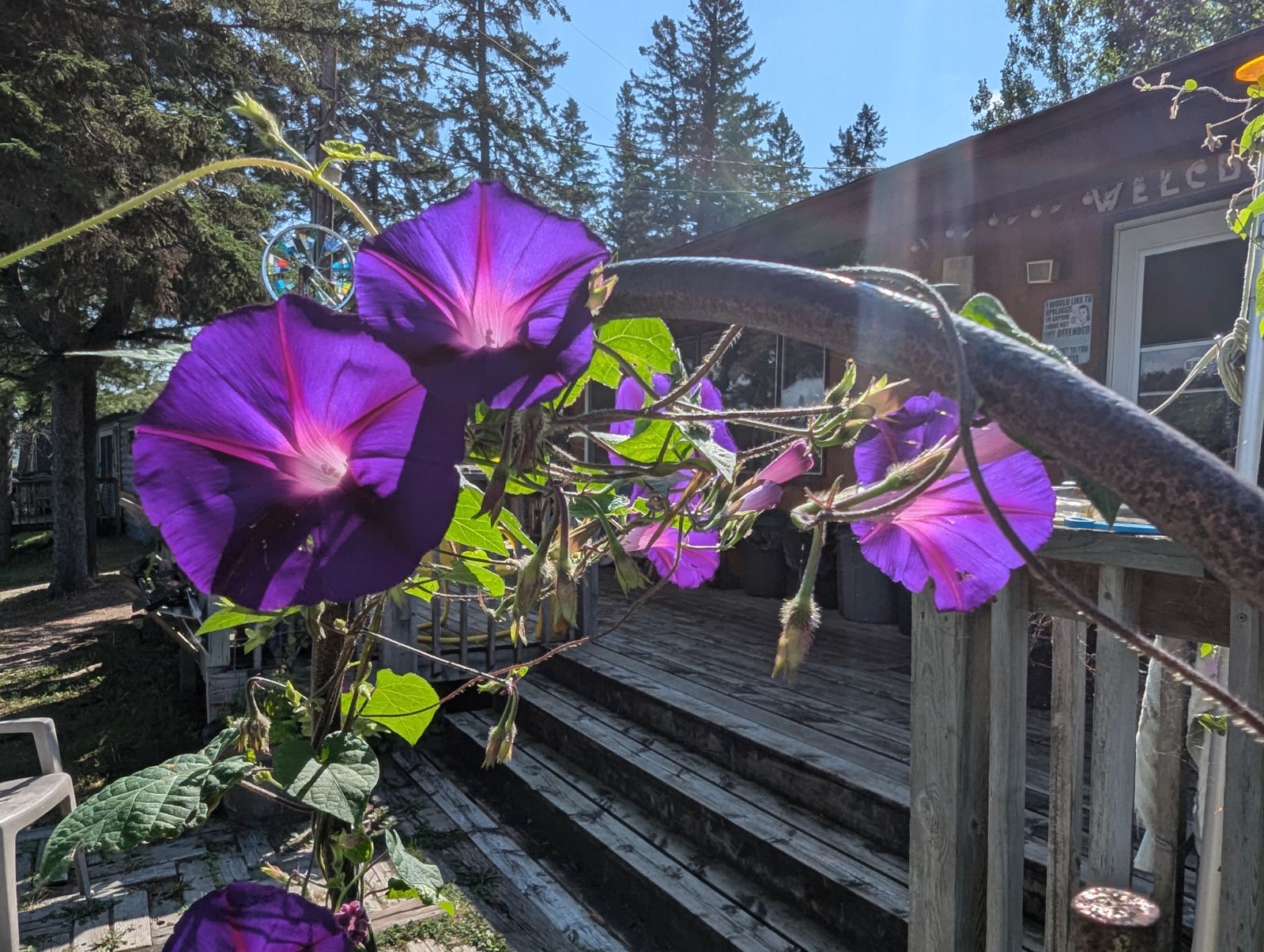 Morning glories