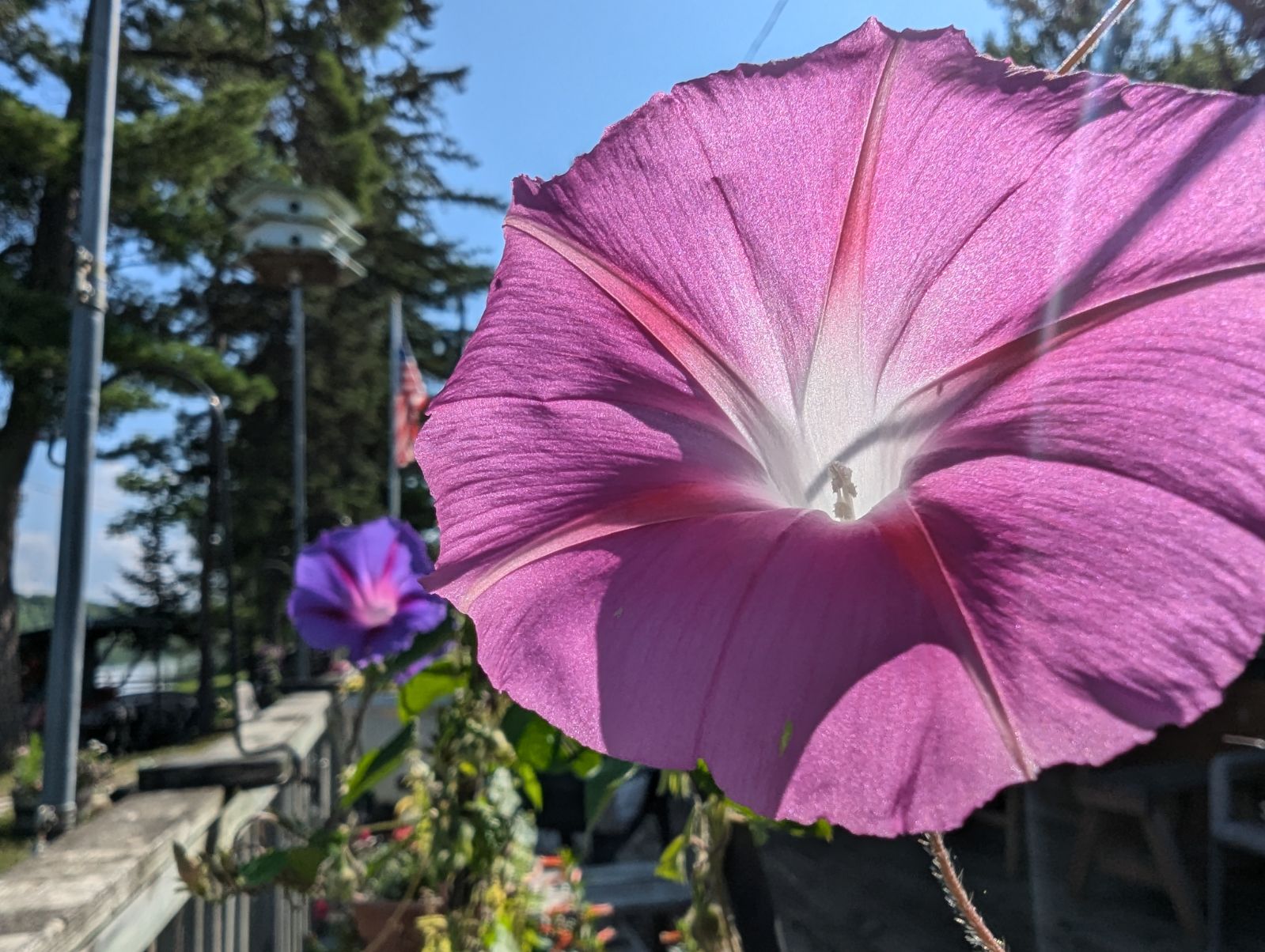 Morning Glories