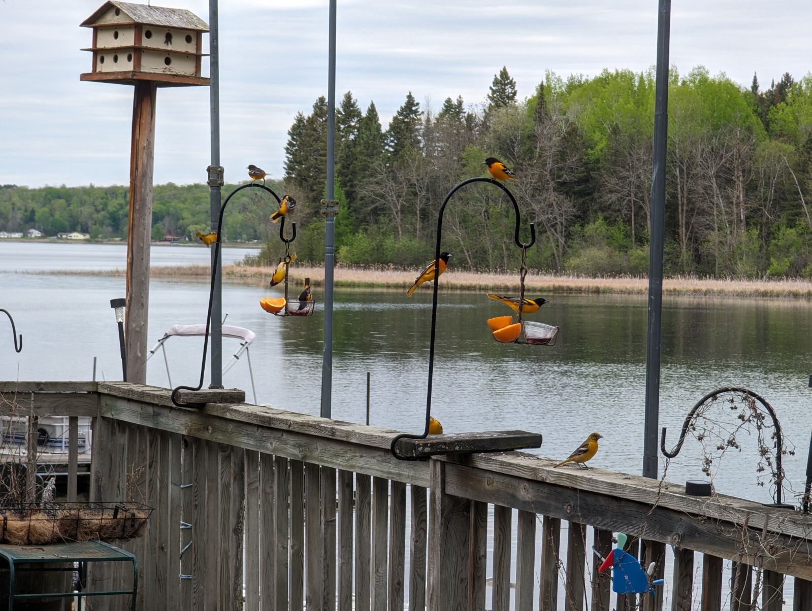 Baltimore Orioles hungry in the spring