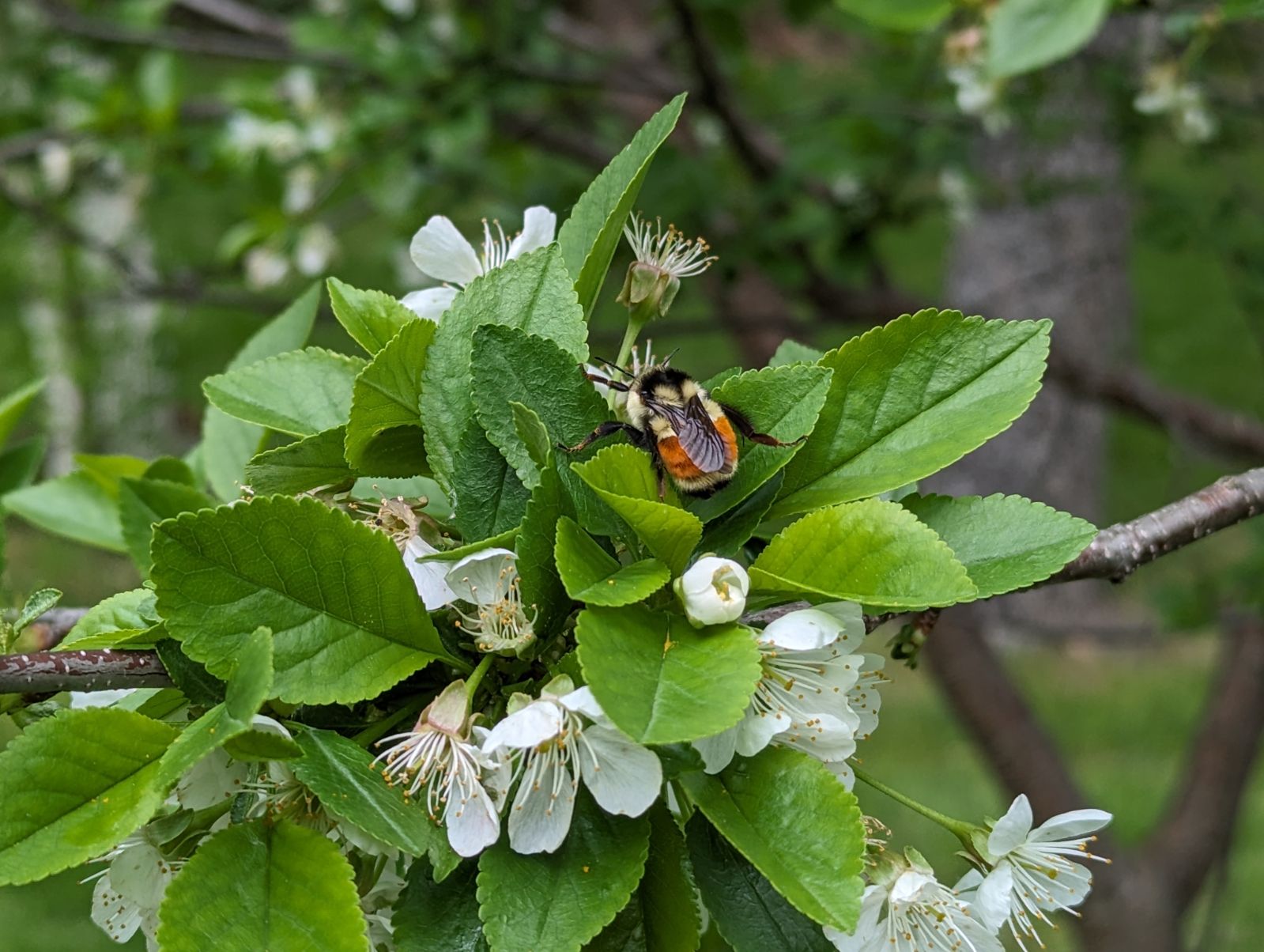 Bumblebee gathering from apple tree blossom