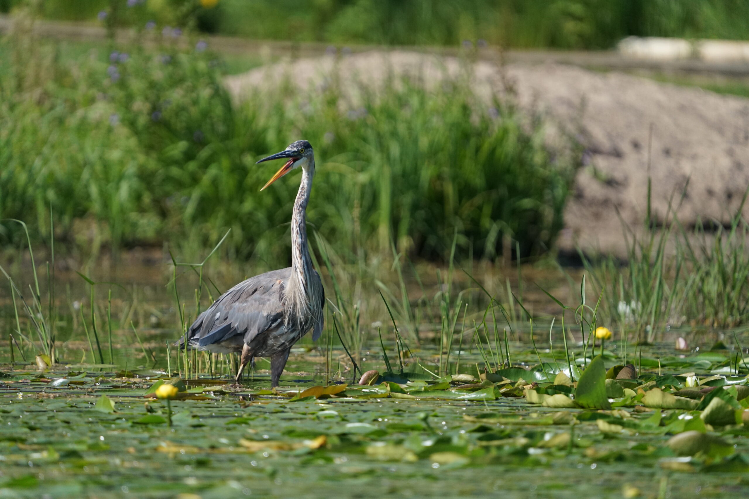 Heron in the lily pads