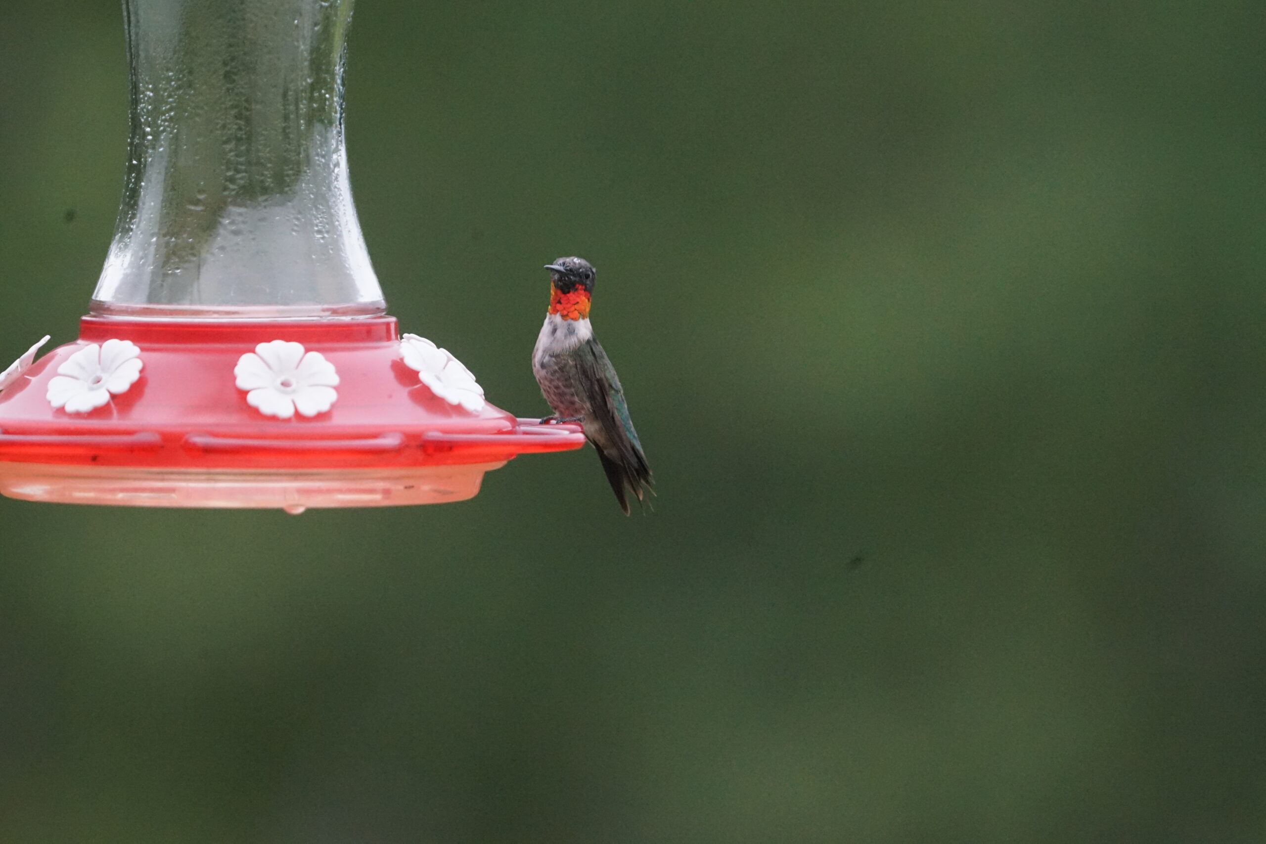 Hummingbird on feeder