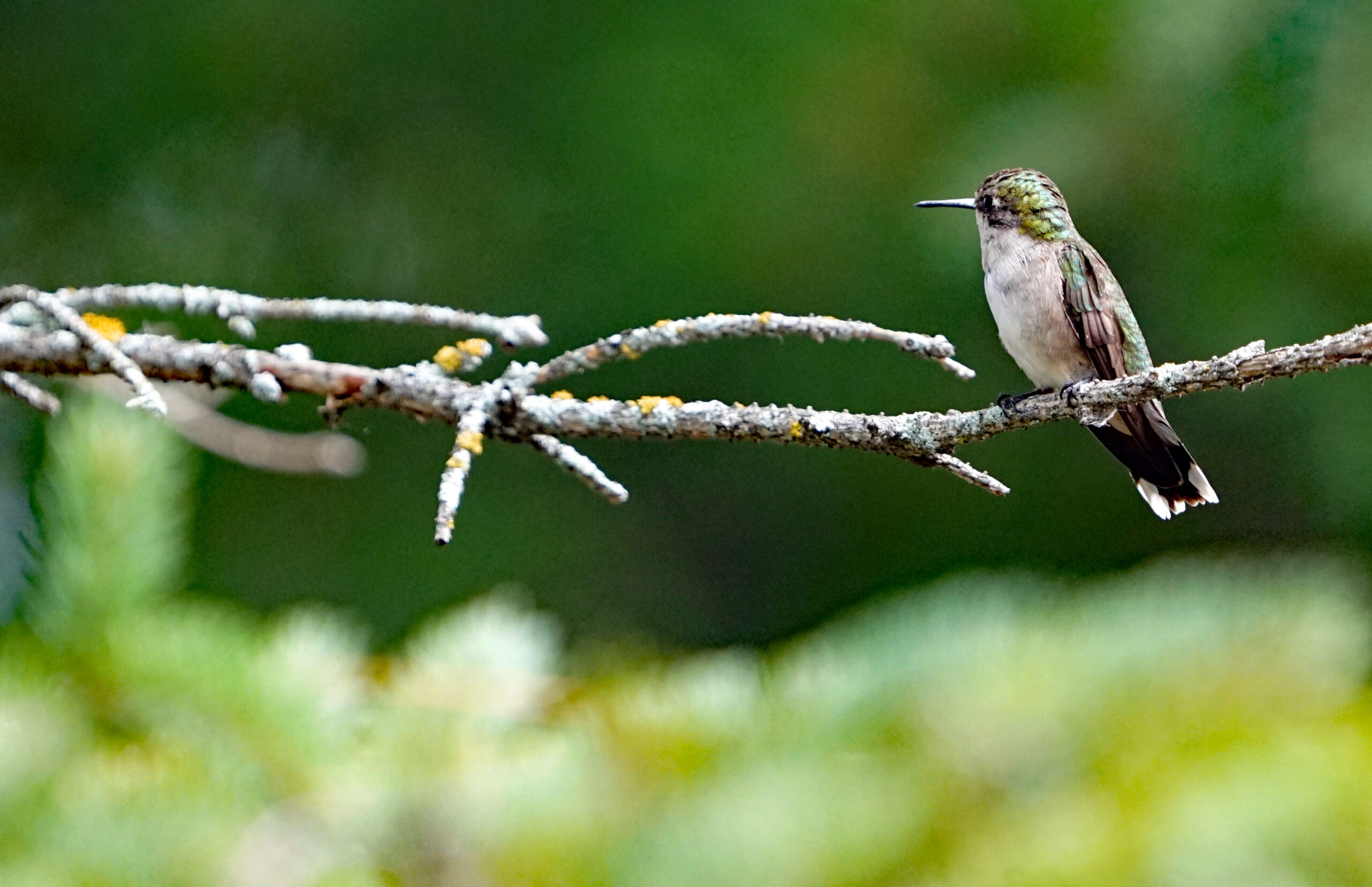 Hummingbird on branch