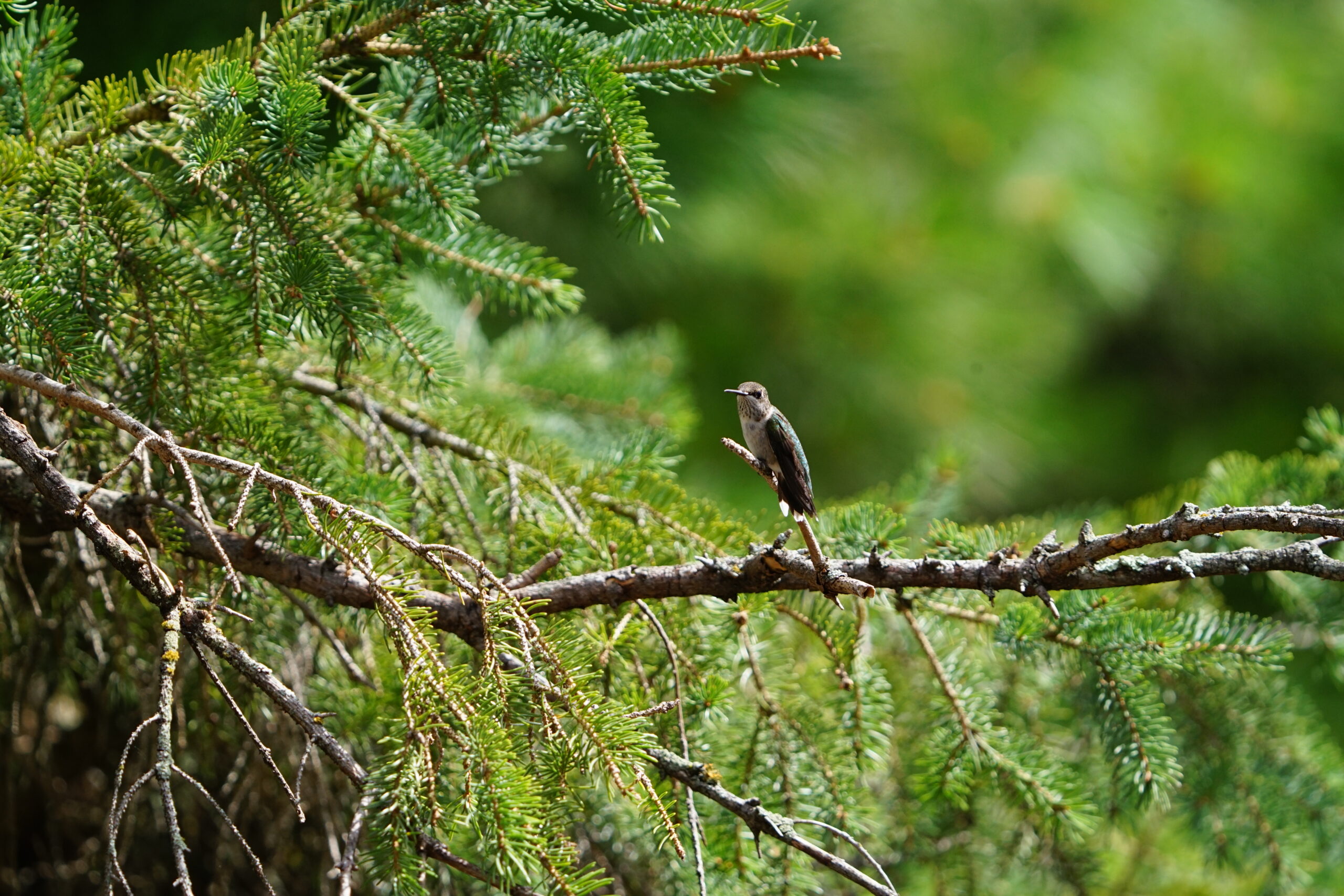 Hummingbird sitting on a pine branch