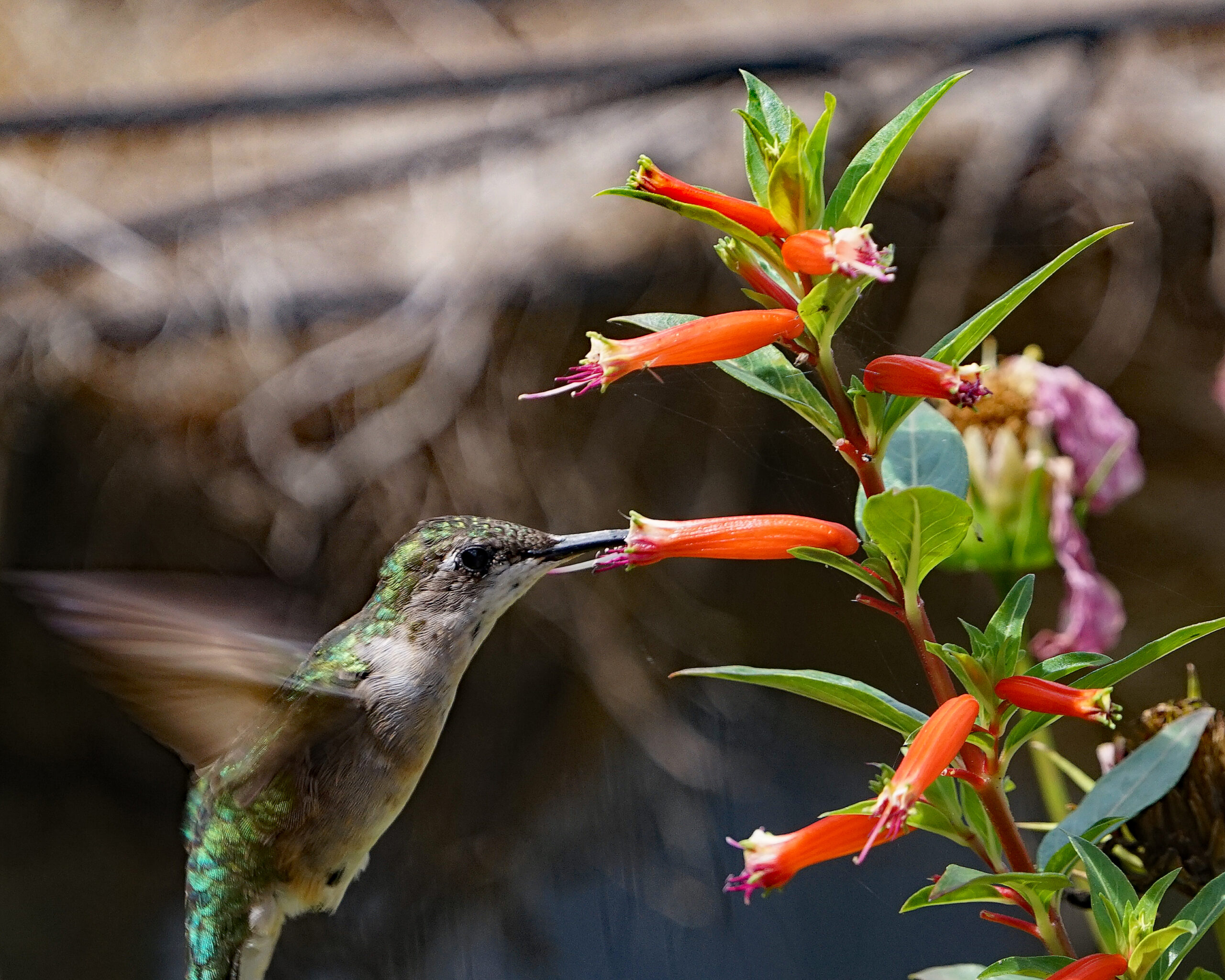 Hummingbird Happy Hour