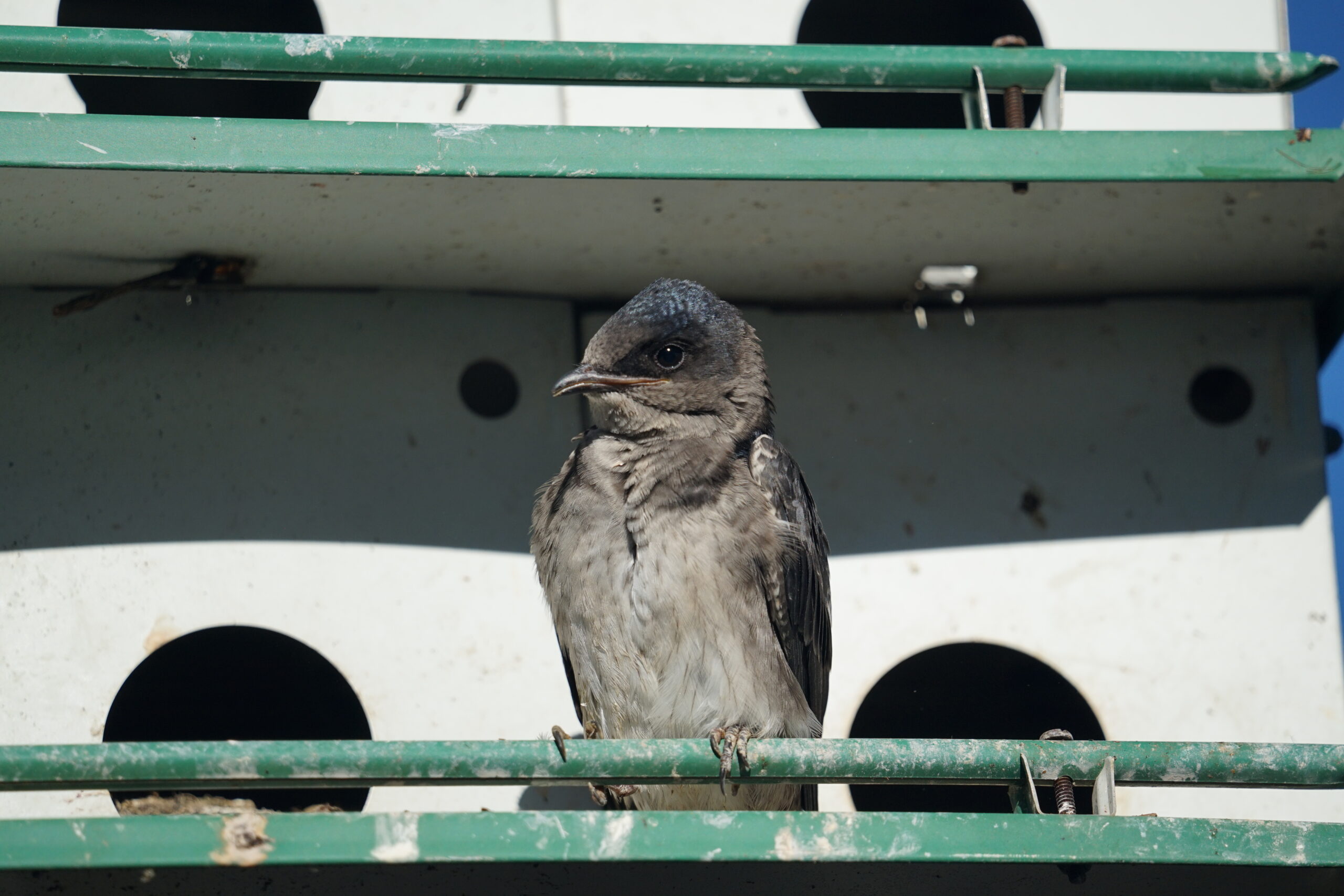 Purple Martin standing guard of the nest