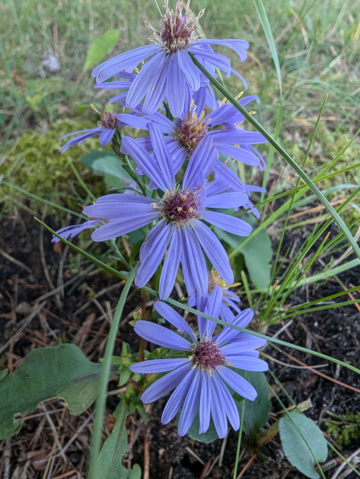 Purple wildflowers